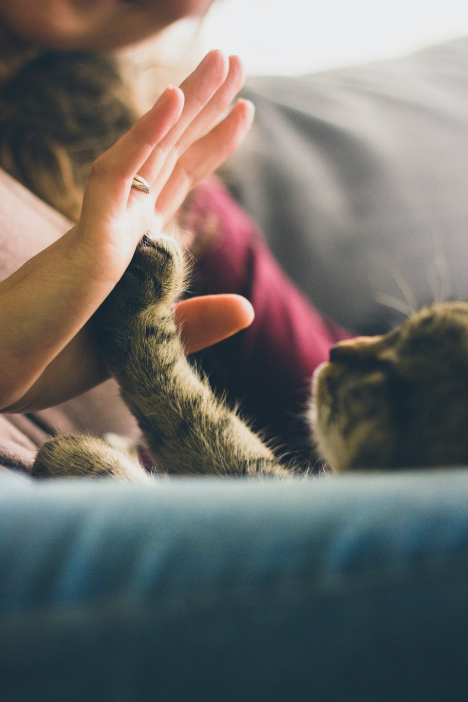 Cat playing with owner's hand