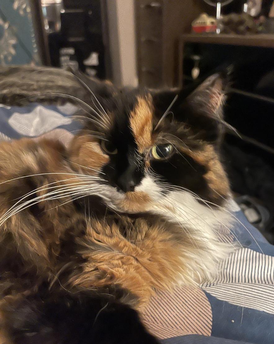 Screenshot 2025-08-16 at 13.55.46